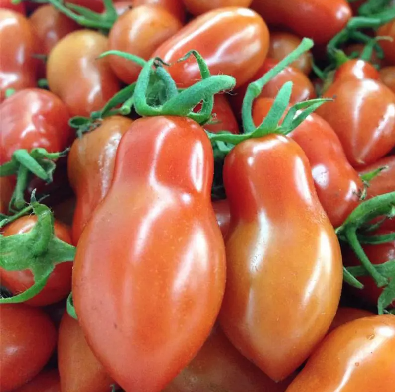 种植前景好的西红柿圣女果品种介绍 口感最好的西红柿种子花生小西红柿图片